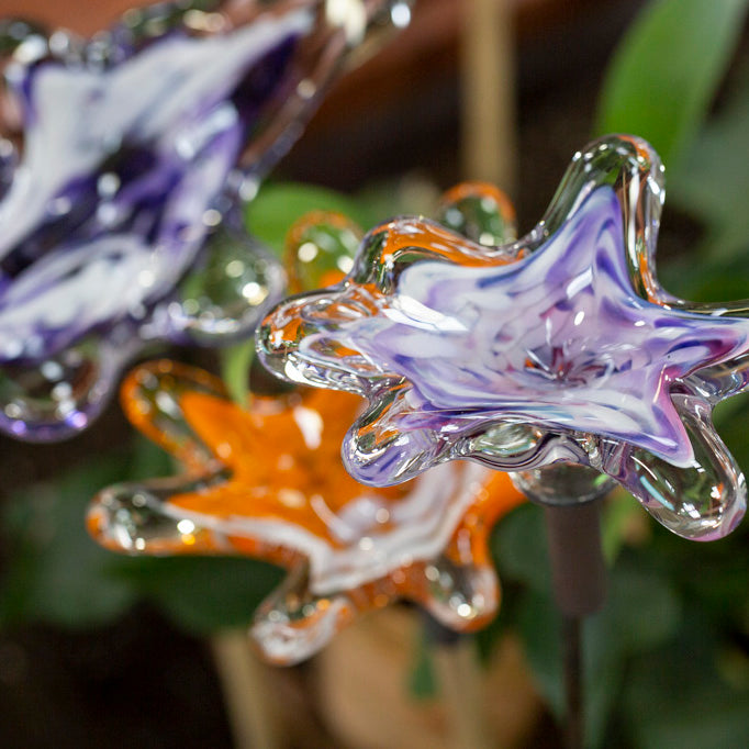 Garden Blooms