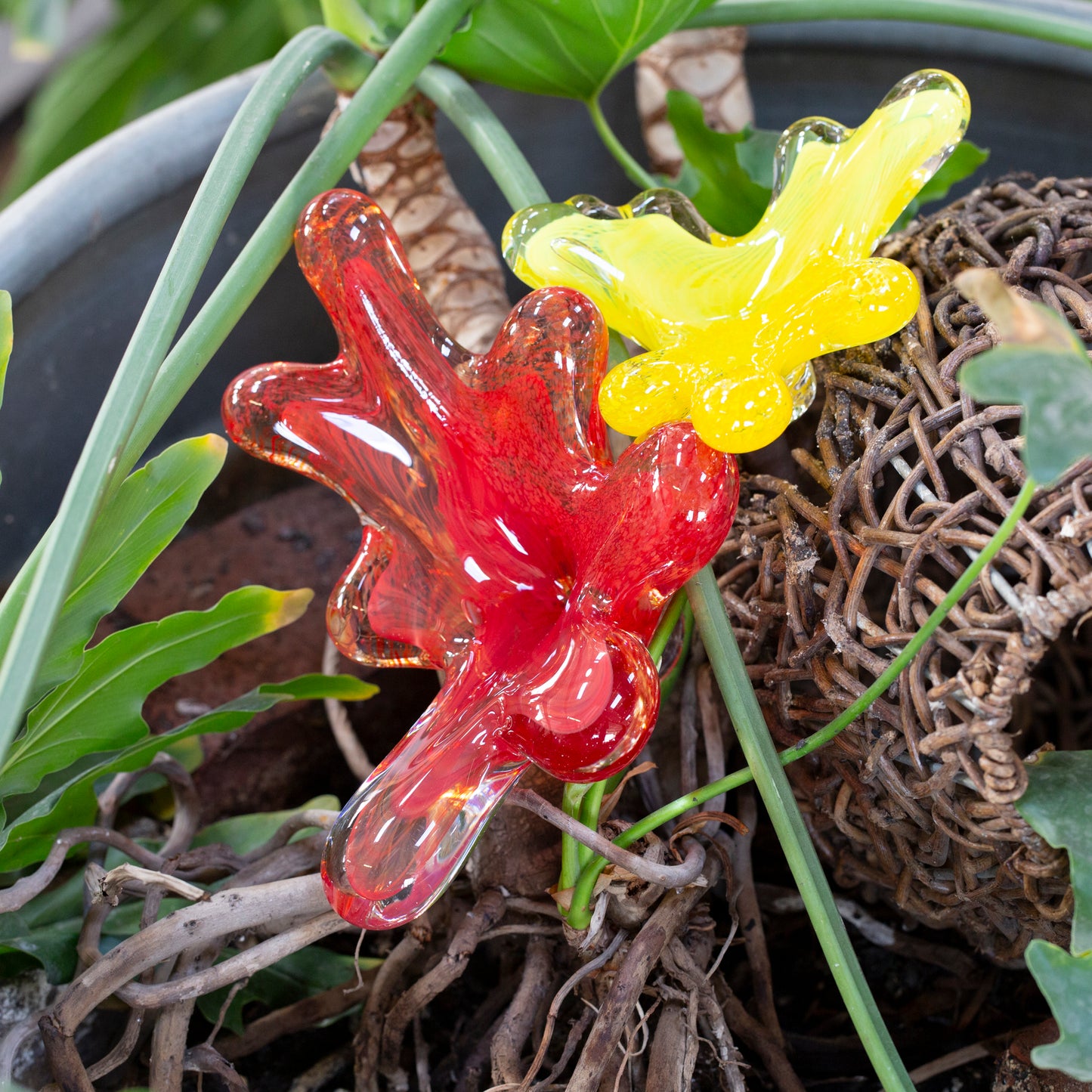 Garden Blooms