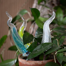 Three Percolla Reeds pictured in a potted plant