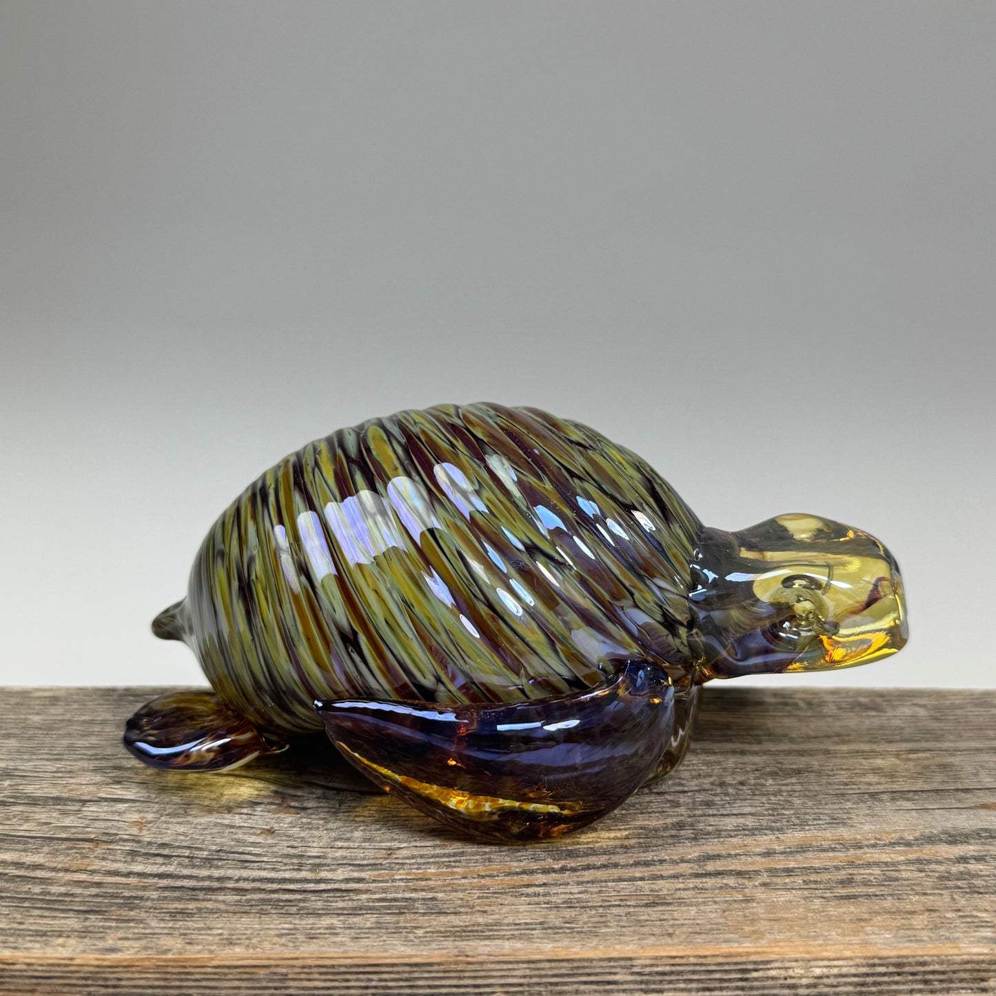 Sea Turtles - Creature Show 2026