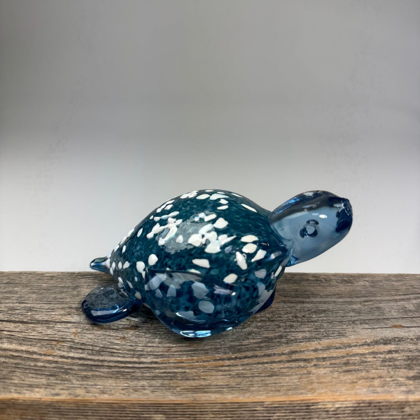Sea Turtles - Creature Show 2026