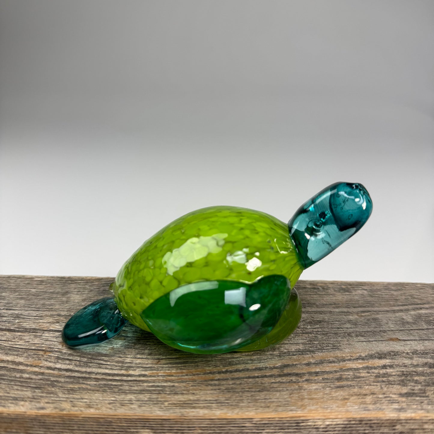 Sea Turtles - Creature Show 2026